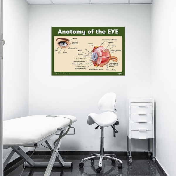 Anatomy of the Eye Chart Poster | Human Eye Diagram & Labeled Structure | Biology, Medical Learning & Classroom Wall Poster