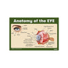 Anatomy of the Eye Chart Poster | Human Eye Diagram & Labeled Structure | Biology, Medical Learning & Classroom Wall Poster