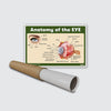 Anatomy of the Eye Chart Poster | Human Eye Diagram & Labeled Structure | Biology, Medical Learning & Classroom Wall Poster