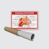 Anatomy of the Nose Chart Poster | Human Nose Diagram & Labeled Structure | Biology, Medical Learning & Classroom Wall Poster