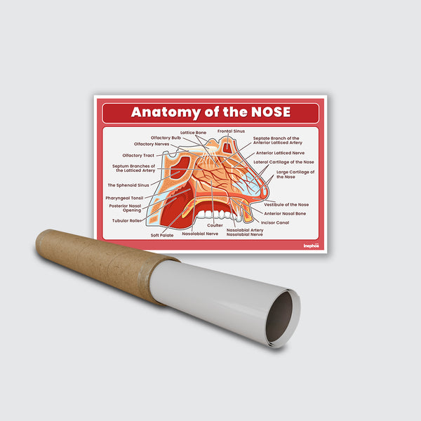 Anatomy of the Nose Chart Poster | Human Nose Diagram & Labeled Structure | Biology, Medical Learning & Classroom Wall Poster