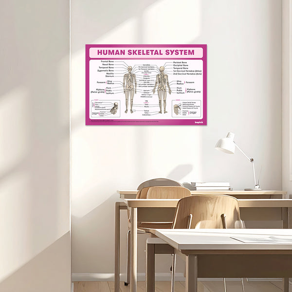 Human Skeletal System Chart Poster | Human Skeleton Diagram & Labeled Bones | Biology, Medical Learning & Classroom Wall Poster