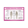 Human Skeletal System Chart Poster | Human Skeleton Diagram & Labeled Bones | Biology, Medical Learning & Classroom Wall Poster