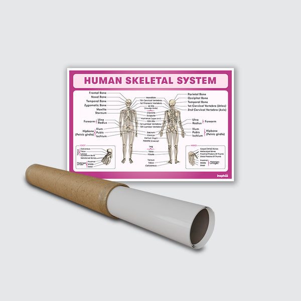Human Skeletal System Chart Poster | Human Skeleton Diagram & Labeled Bones | Biology, Medical Learning & Classroom Wall Poster
