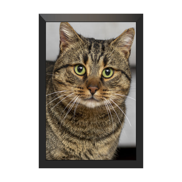 Custom Cat Photo Frame for Cats & Kittens | Personalized Cat Portrait Wall Art | Upload Your Cat's Photo & Create a Cherished Memory | Premium Framed Artwork for Pet Lovers & Home Decor