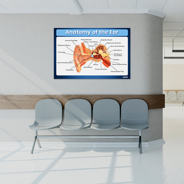 Anatomy of the Ear Chart Poster | Human Ear Diagram & Labeled Structure | Biology, Medical Learning & Classroom Wall Poster