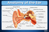 Anatomy of the Ear Chart Poster | Human Ear Diagram & Labeled Structure | Biology, Medical Learning & Classroom Wall Poster