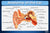 Anatomy of the Ear Chart Poster | Human Ear Diagram & Labeled Structure | Biology, Medical Learning & Classroom Wall Poster