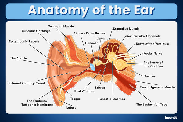 Anatomy of the Ear Chart Poster | Human Ear Diagram & Labeled Structure | Biology, Medical Learning & Classroom Wall Poster
