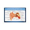 Anatomy of the Ear Chart Poster | Human Ear Diagram & Labeled Structure | Biology, Medical Learning & Classroom Wall Poster