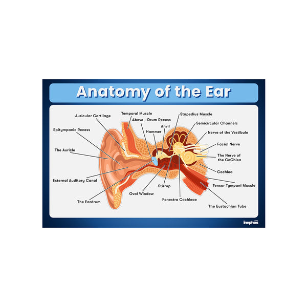 Anatomy of the Ear Chart Poster | Human Ear Diagram & Labeled Structure | Biology, Medical Learning & Classroom Wall Poster
