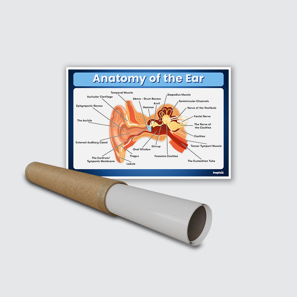 Anatomy of the Ear Chart Poster | Human Ear Diagram & Labeled Structure | Biology, Medical Learning & Classroom Wall Poster