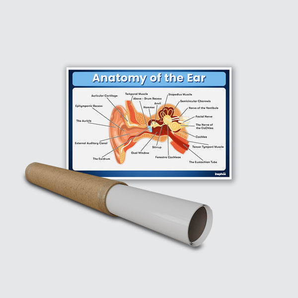 Anatomy of the Ear Chart Poster | Human Ear Diagram & Labeled Structure | Biology, Medical Learning & Classroom Wall Poster