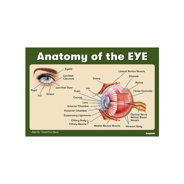 Anatomy of the Eye Chart Poster | Human Eye Diagram & Labeled Structure | Biology, Medical Learning & Classroom Wall Poster