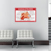 Anatomy of the Nose Chart Poster | Human Nose Diagram & Labeled Structure | Biology, Medical Learning & Classroom Wall Poster