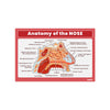 Anatomy of the Nose Chart Poster | Human Nose Diagram & Labeled Structure | Biology, Medical Learning & Classroom Wall Poster