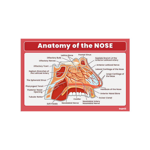 Anatomy of the Nose Chart Poster | Human Nose Diagram & Labeled Structure | Biology, Medical Learning & Classroom Wall Poster