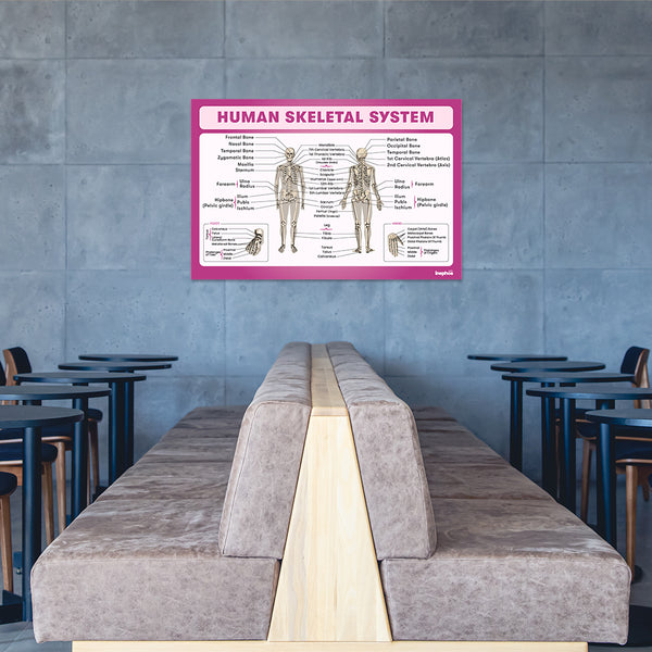 Human Skeletal System Chart Poster | Human Skeleton Diagram & Labeled Bones | Biology, Medical Learning & Classroom Wall Poster