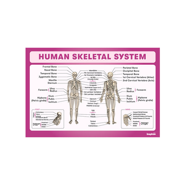 Human Skeletal System Chart Poster | Human Skeleton Diagram & Labeled Bones | Biology, Medical Learning & Classroom Wall Poster