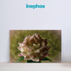 Blossoming Elegance Rose Wall Painting for Living Room, Bedroom, Office, Hotels, Drawing Room