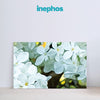 Serenity in White Blossoms Wall Painting for Living Room, Bedroom, Office, Hotels, Drawing Room