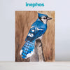 Blue Jay on a Branch Wall Painting for Living Room, Bedroom, Office, Hotels, Drawing Room
